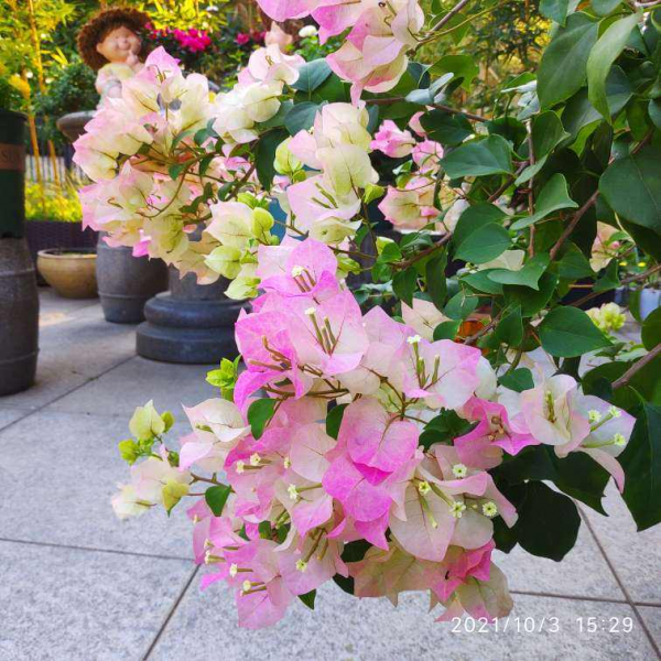 三角梅怎样修剪开花多