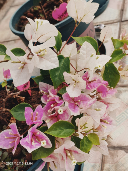 三角梅怎样修剪开花多