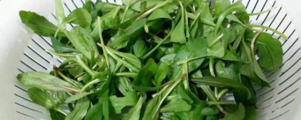 马兰头是凉性还是热性