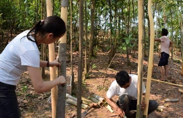 桂皮是什么树的皮