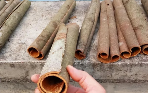 桂皮是什么树的皮