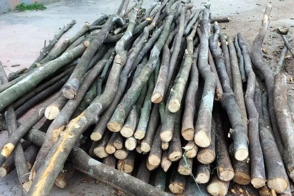 桂皮是什么树的皮