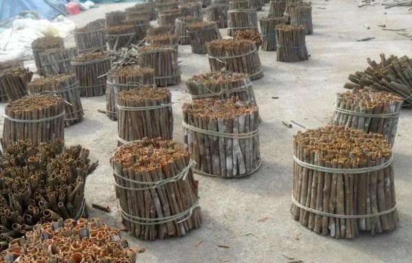 桂皮是什么树的皮