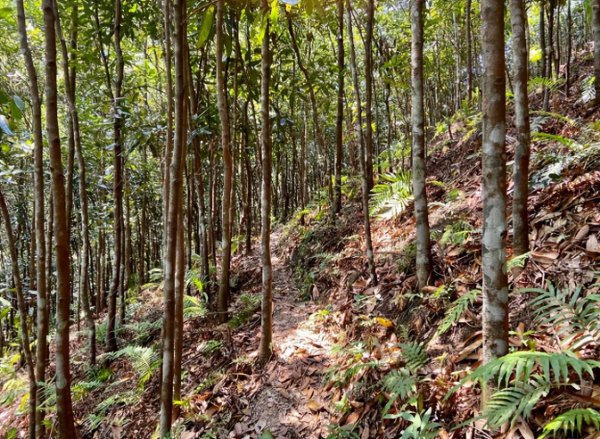 桂皮是什么树的皮