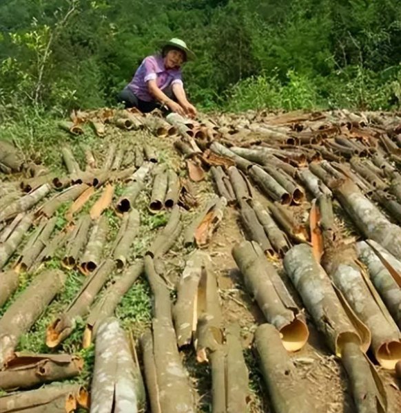 桂皮是什么树的皮