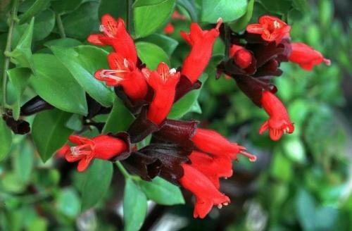 口红吊兰的花期浇水和施肥