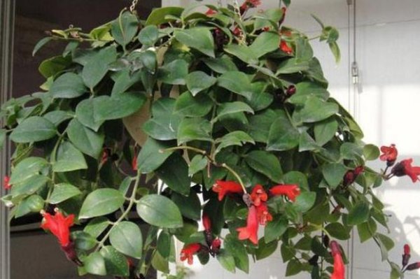 口红吊兰的花期浇水和施肥