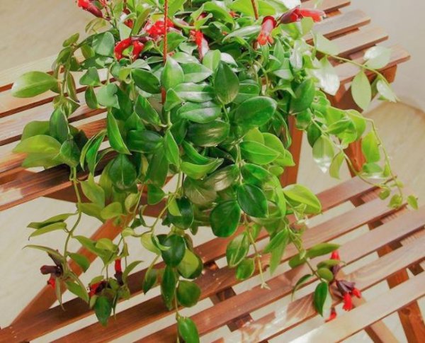 口红吊兰的花期浇水和施肥