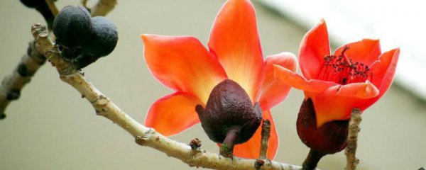 木棉花哪个部位不能吃