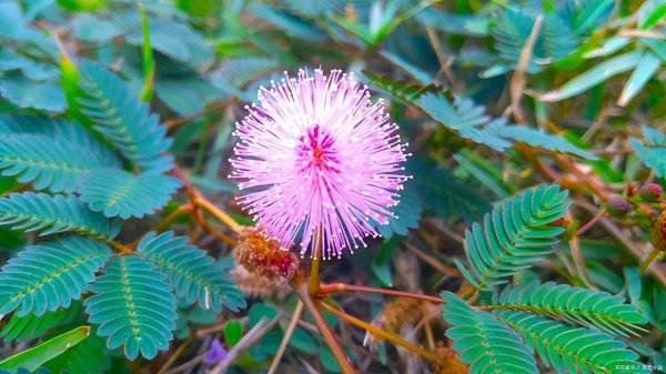 含羞草的样子颜色气味其他描写