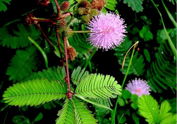 含羞草的样子颜色气味其他描写