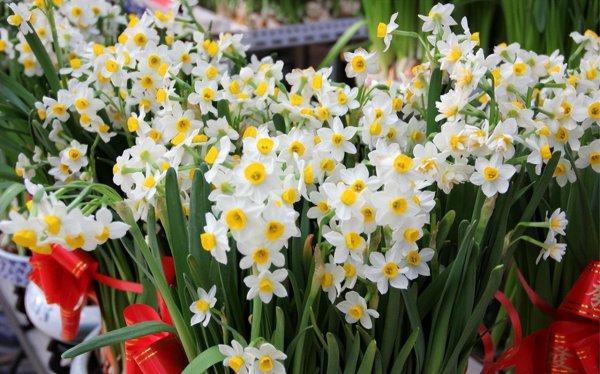 含羞草的样子颜色气味其他描写