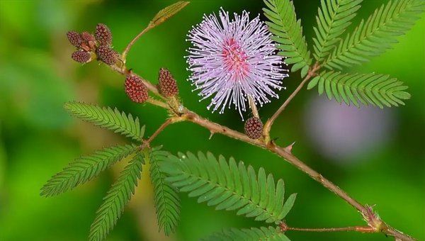 含羞草的样子颜色气味其他描写