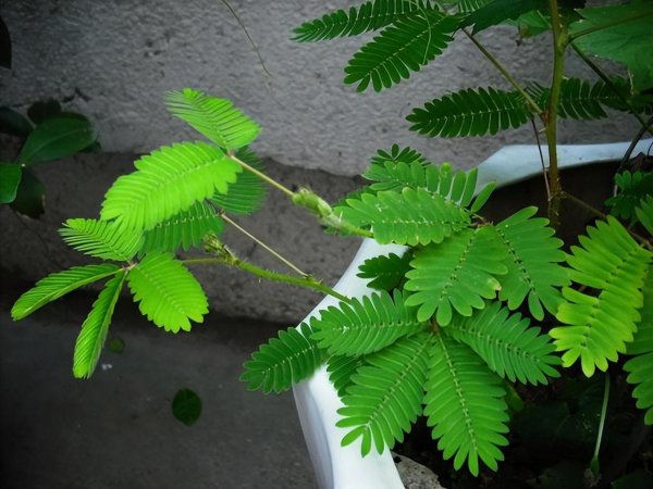 含羞草的样子颜色气味其他描写