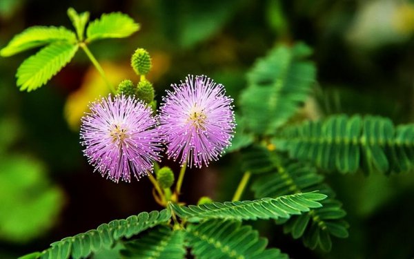 含羞草的样子颜色气味其他描写