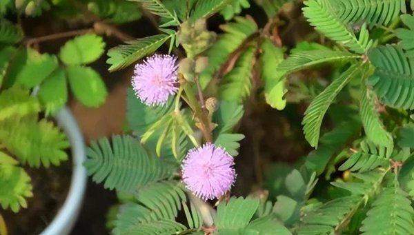 含羞草的样子颜色气味其他描写