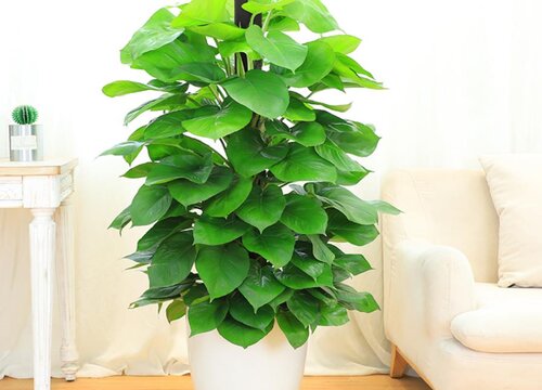 大叶绿萝可以水培吗