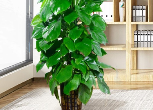 大叶绿萝可以水培吗