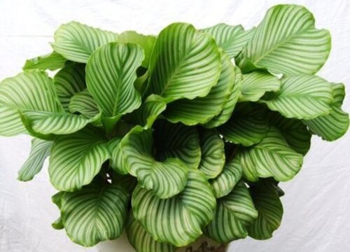 青苹果的养殖方法和注意事项有哪些