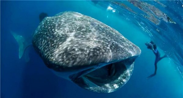 全球最大的鲨鱼是什么