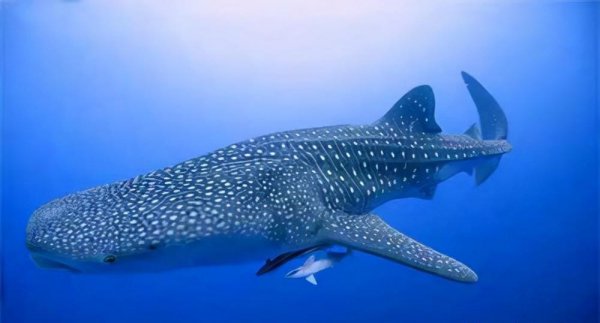 全球最大的鲨鱼是什么