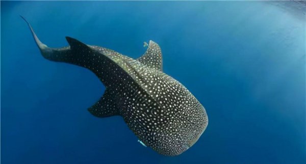 全球最大的鲨鱼是什么