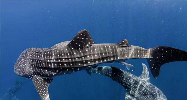 全球最大的鲨鱼是什么