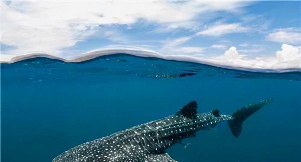 全球最大的鲨鱼是什么