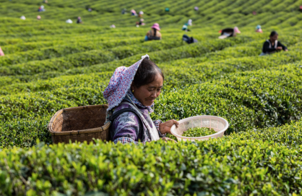 雨前茶和明前茶哪个好