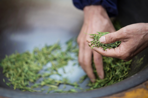 雨前茶和明前茶哪个好