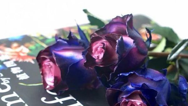 玫瑰花有哪些品种名称和颜色