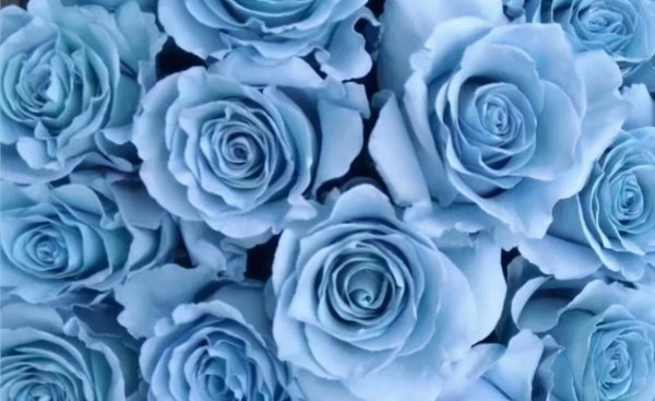 玫瑰花有哪些品种名称和颜色