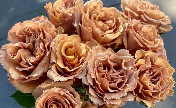 玫瑰花有哪些品种名称和颜色