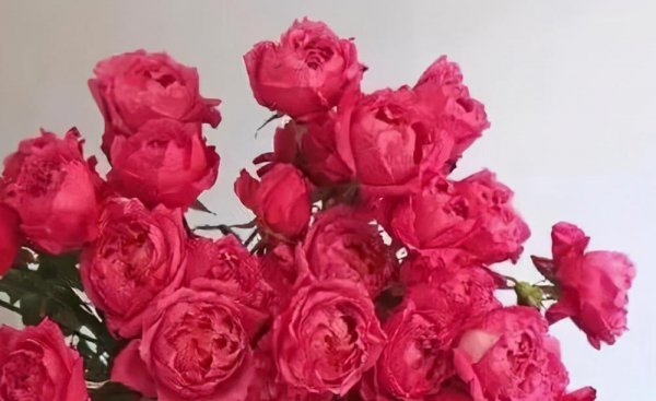 玫瑰花有哪些品种名称和颜色