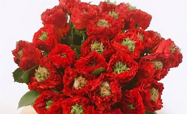 玫瑰花有哪些品种名称和颜色