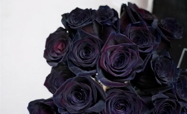 玫瑰花有哪些品种名称和颜色