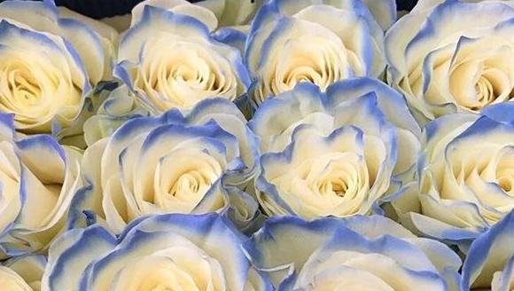 玫瑰花有哪些品种名称和颜色