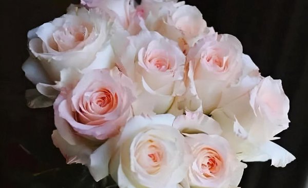 玫瑰花有哪些品种名称和颜色