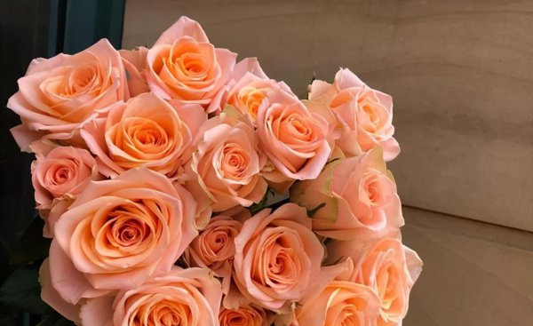 玫瑰花有哪些品种名称和颜色