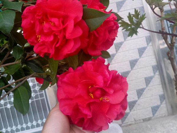 茶花什么品种最好最香