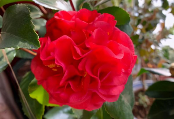 茶花什么品种最好最香