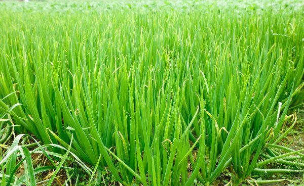 葱籽什么时间播种最佳