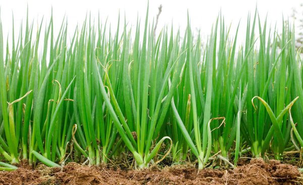 葱籽什么时间播种最佳
