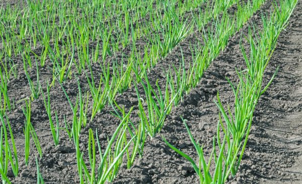 葱籽什么时间播种最佳