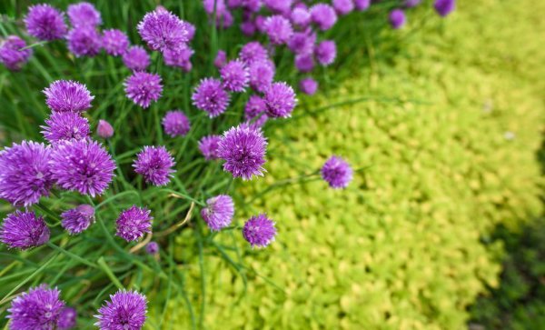 葱籽什么时间播种最佳