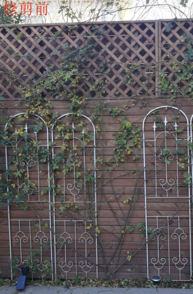 月季怎么修剪才能长出来多头