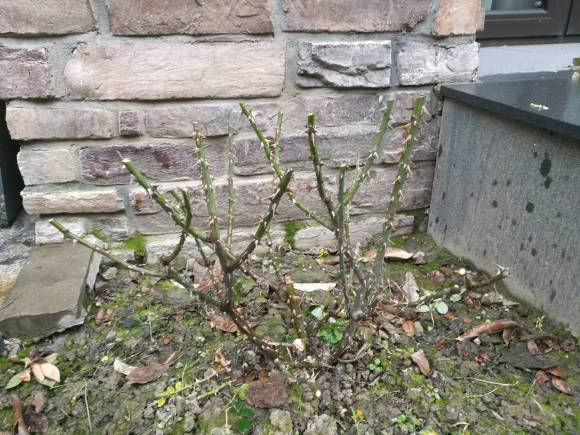 月季怎么修剪才能长出来多头