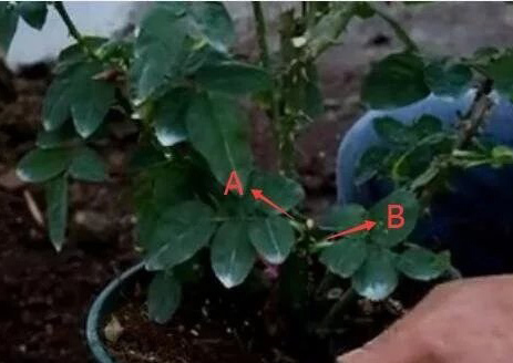 月季怎么修剪才能长出来多头