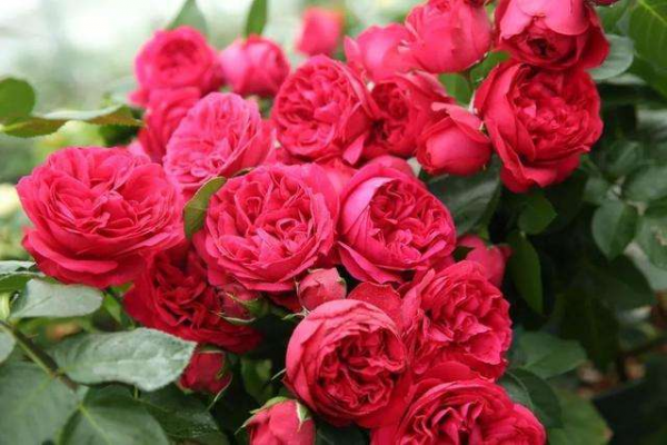 月季怎么修剪才能长出来多头