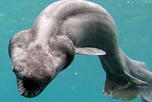 世界最丑的鱼图片